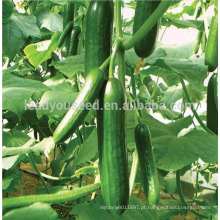 CU07 Zhenna f1 sementes de pepino híbrido de empresas chinesas de sementes de hortaliças